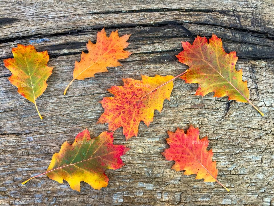 Colourful oak leaves on wooden table