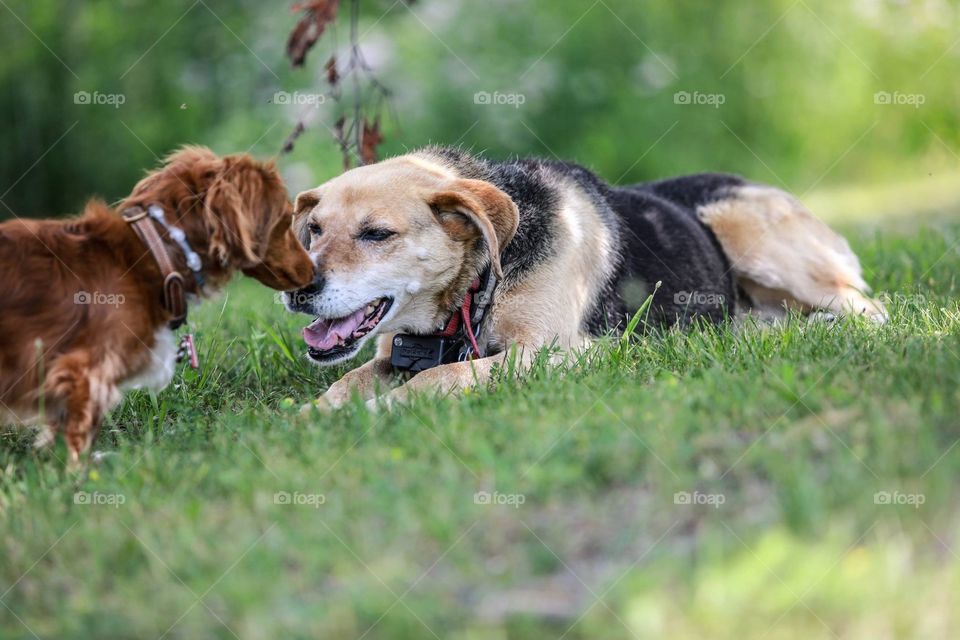 Two dog friends in grass - one beagle mix and one dachshund sniffing 