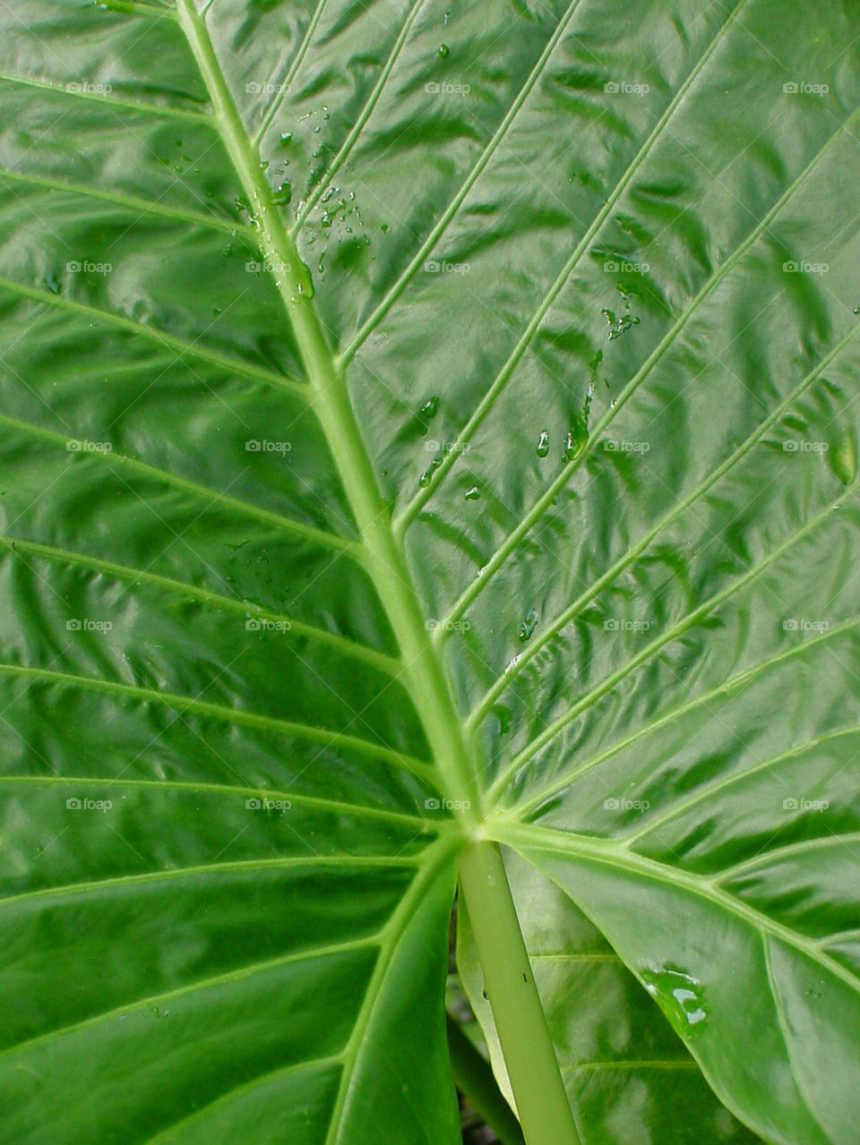 green nature water leaf by kshapley