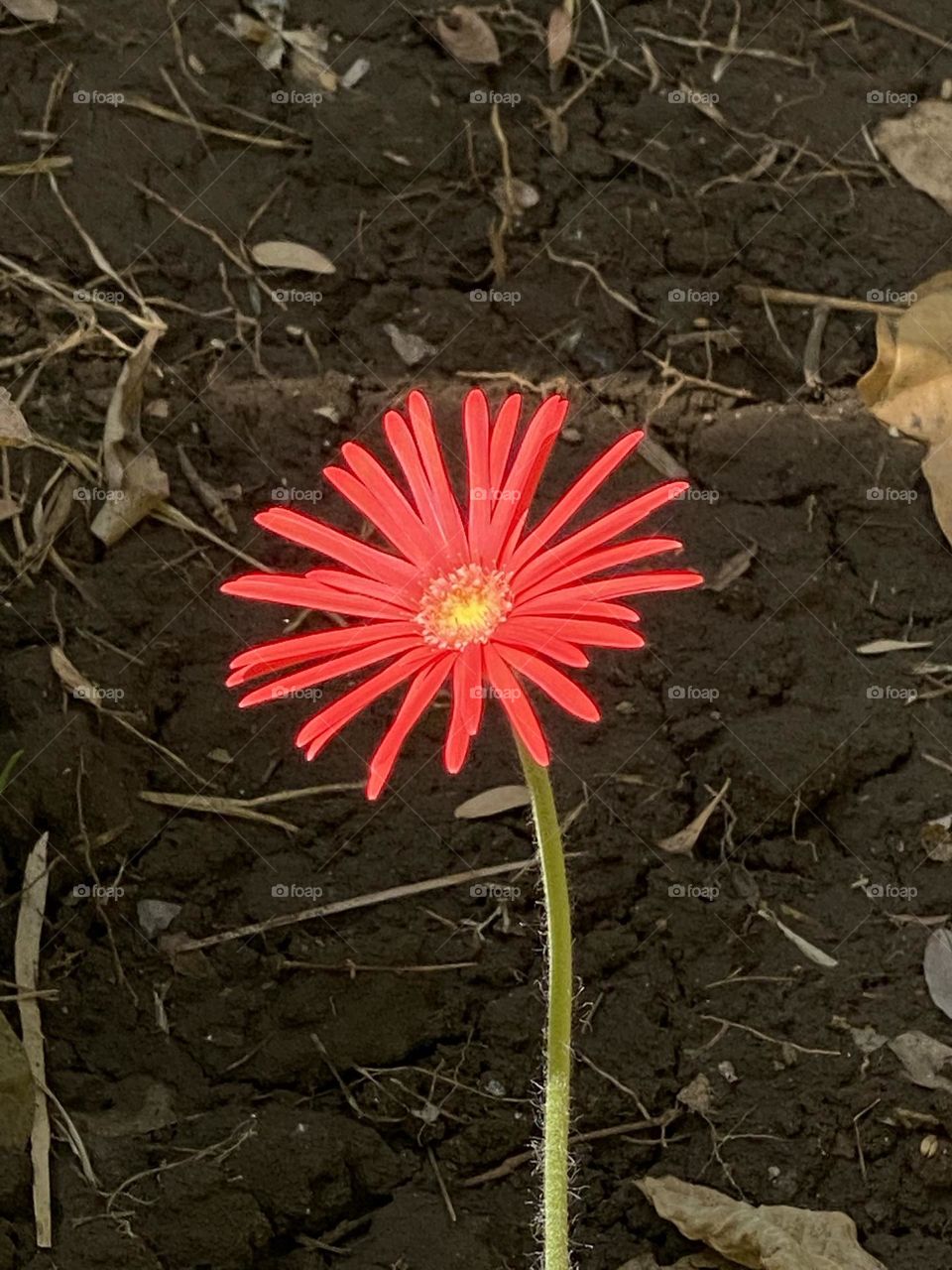 Red flower 