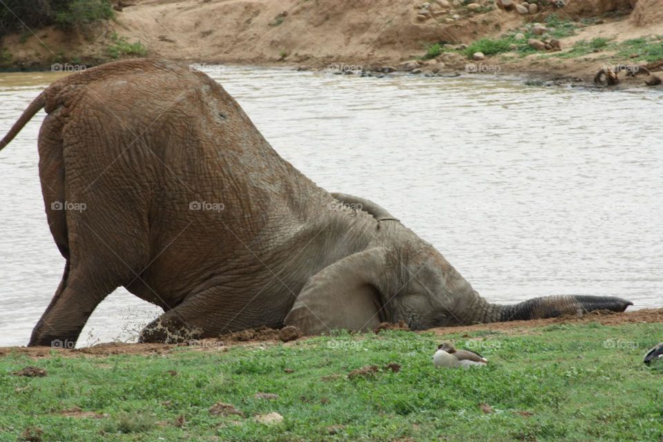 Just a Elephant chilling at a waterhole.