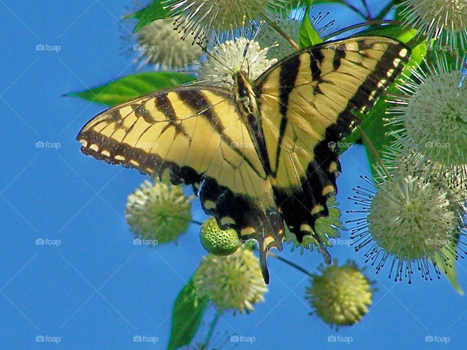 Yellow butterfly 