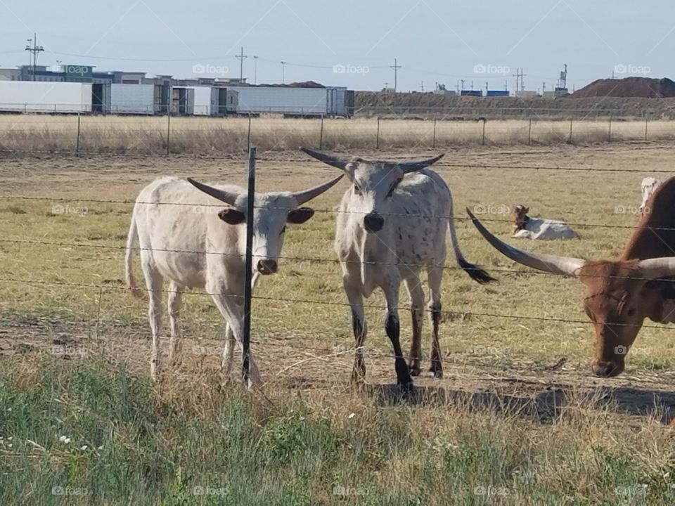 longhorns