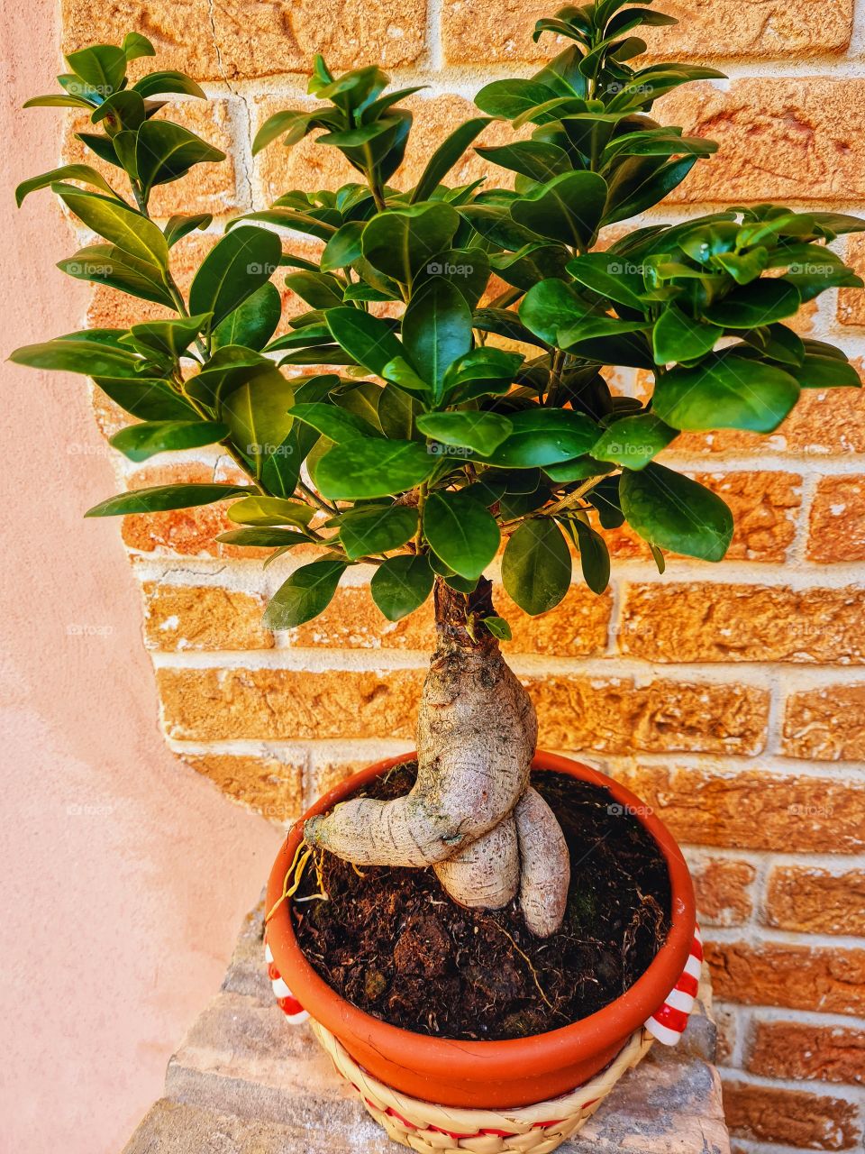 my ficus ginseng bonsai