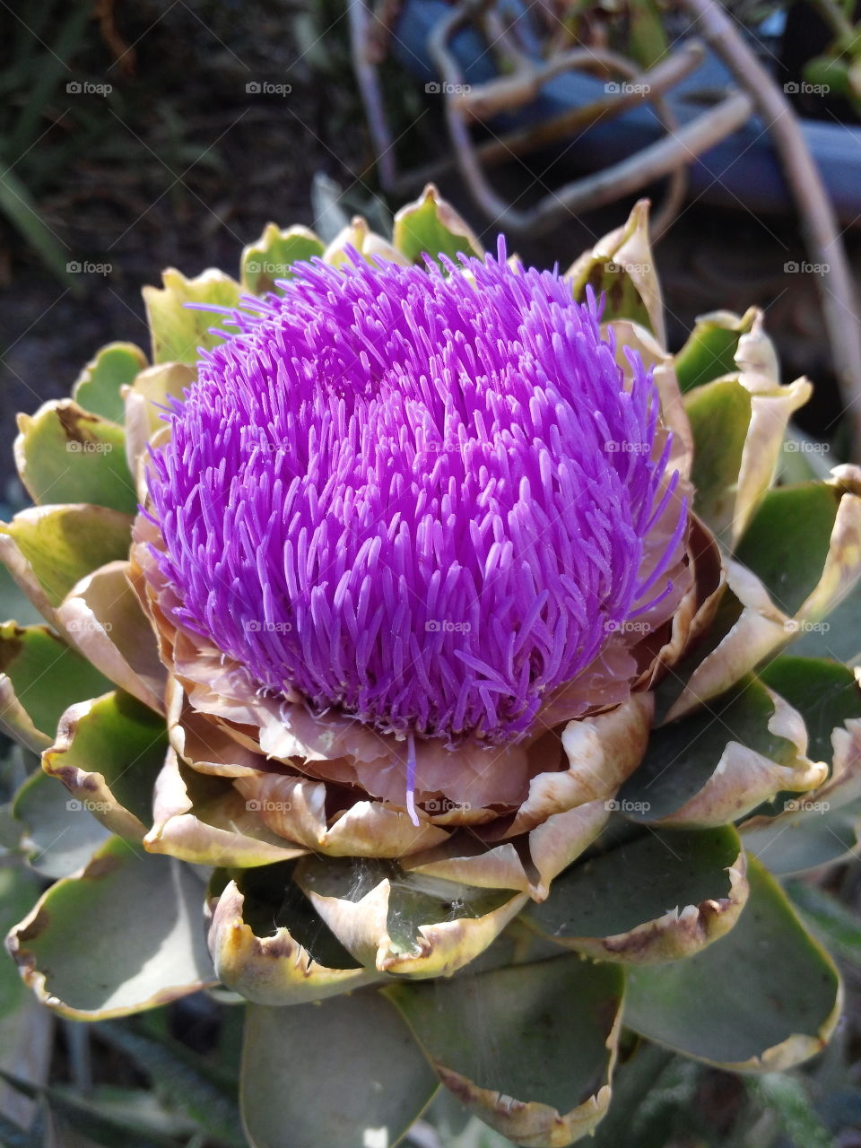Artichoke flower