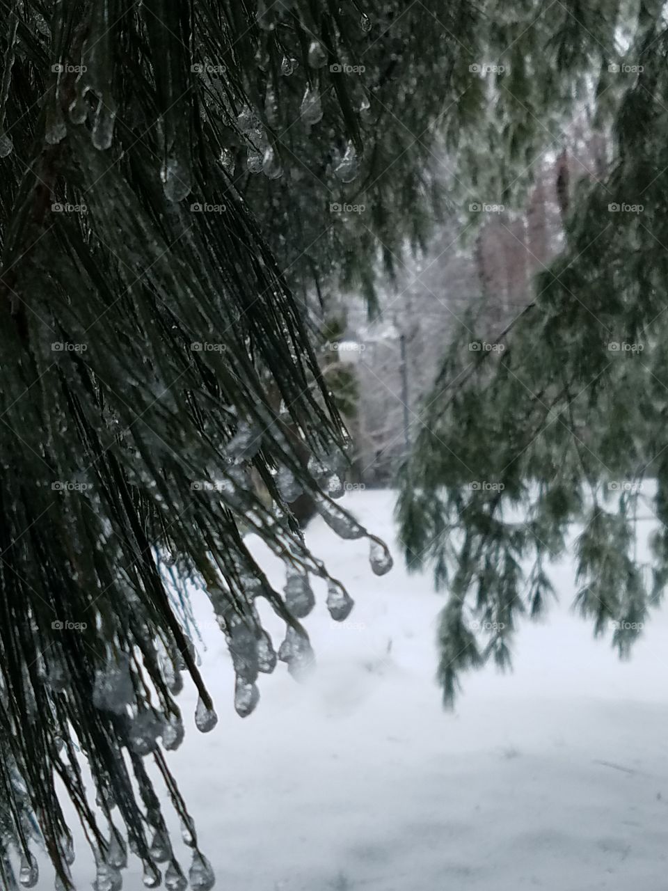 view through the wintry branches and snow