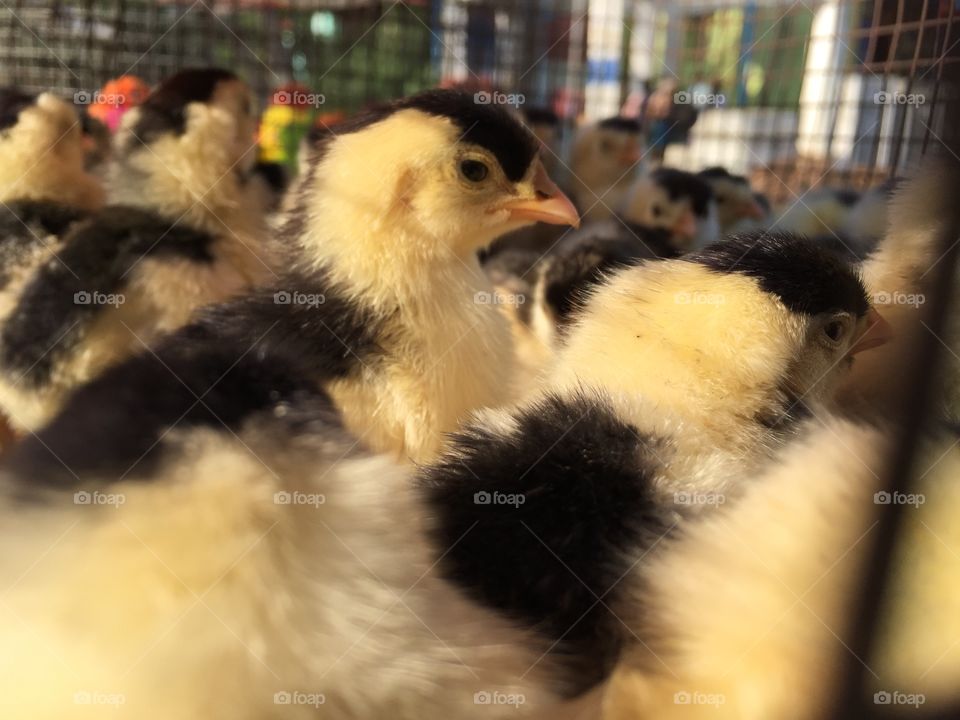 Baby colour chicks 