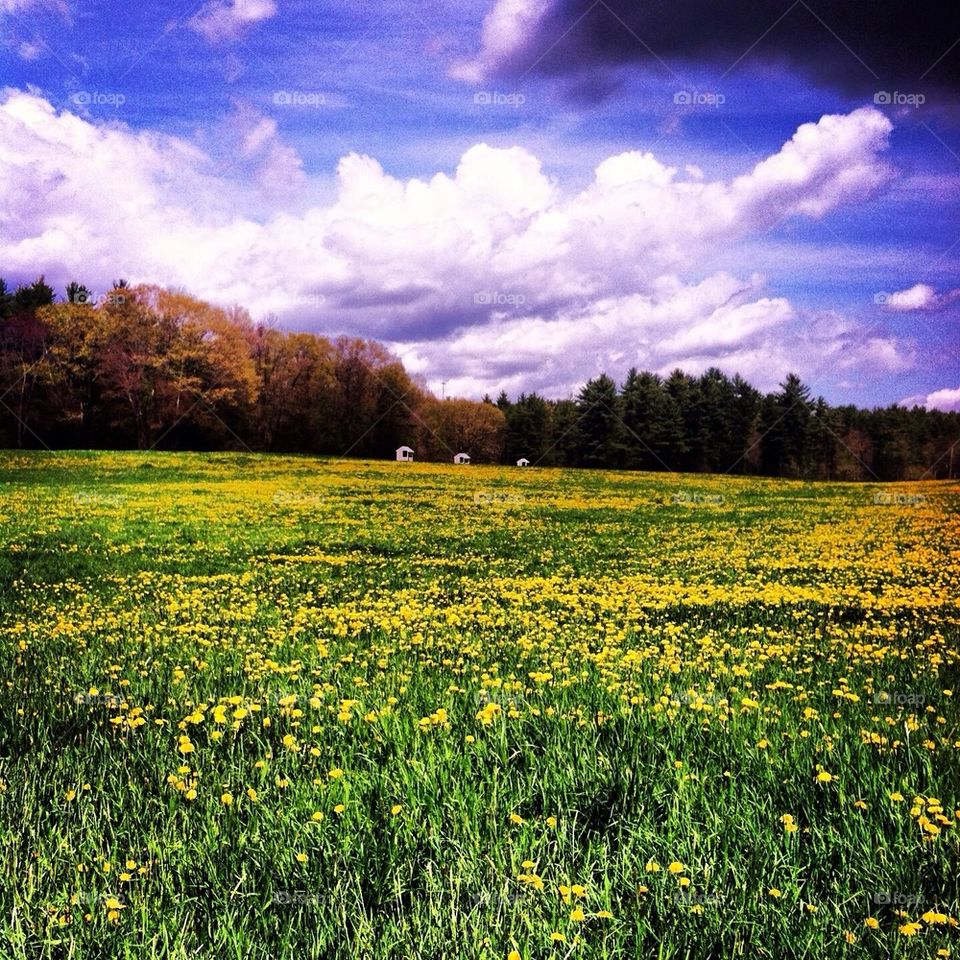 Summer of Dandelions 