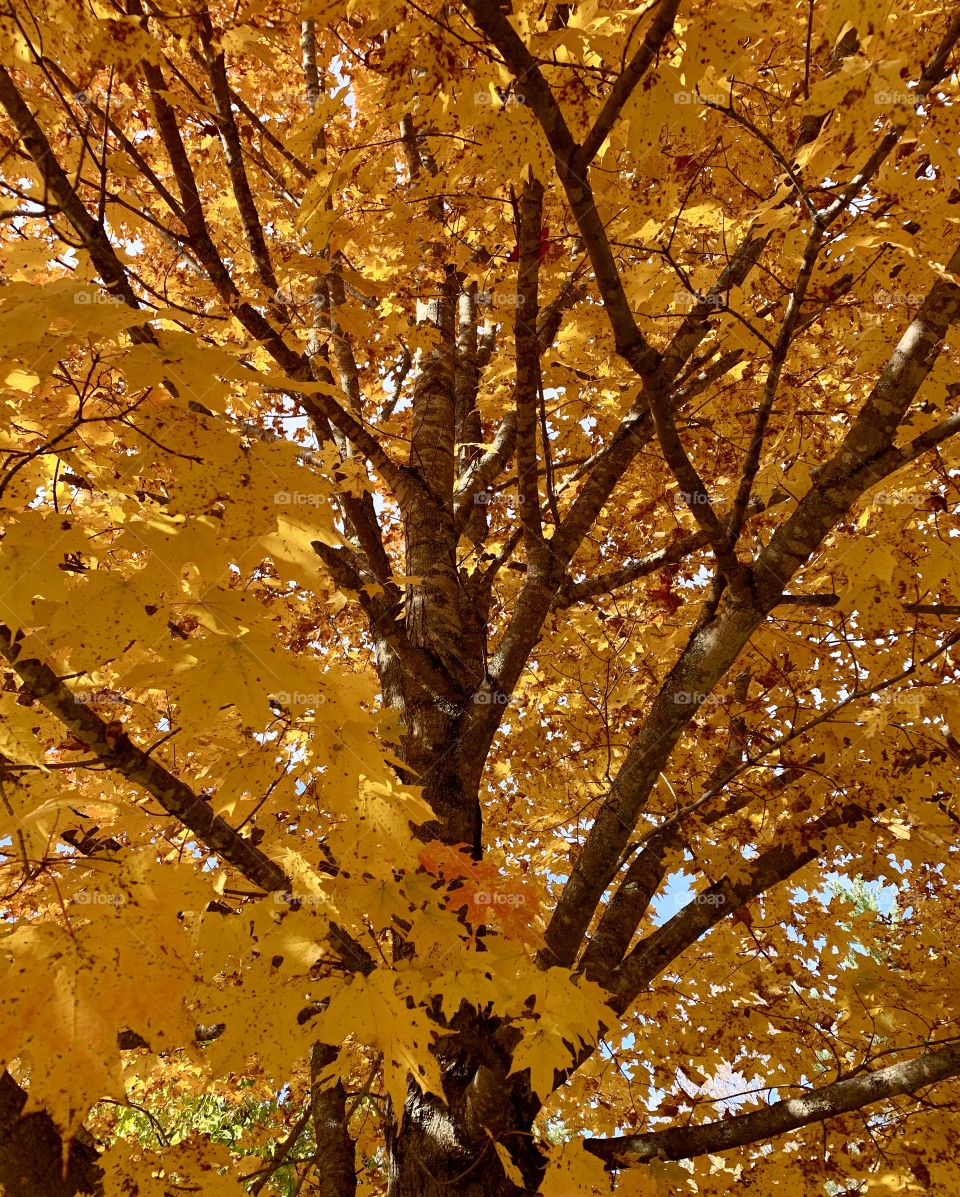 Maple tree with autumn foliage 