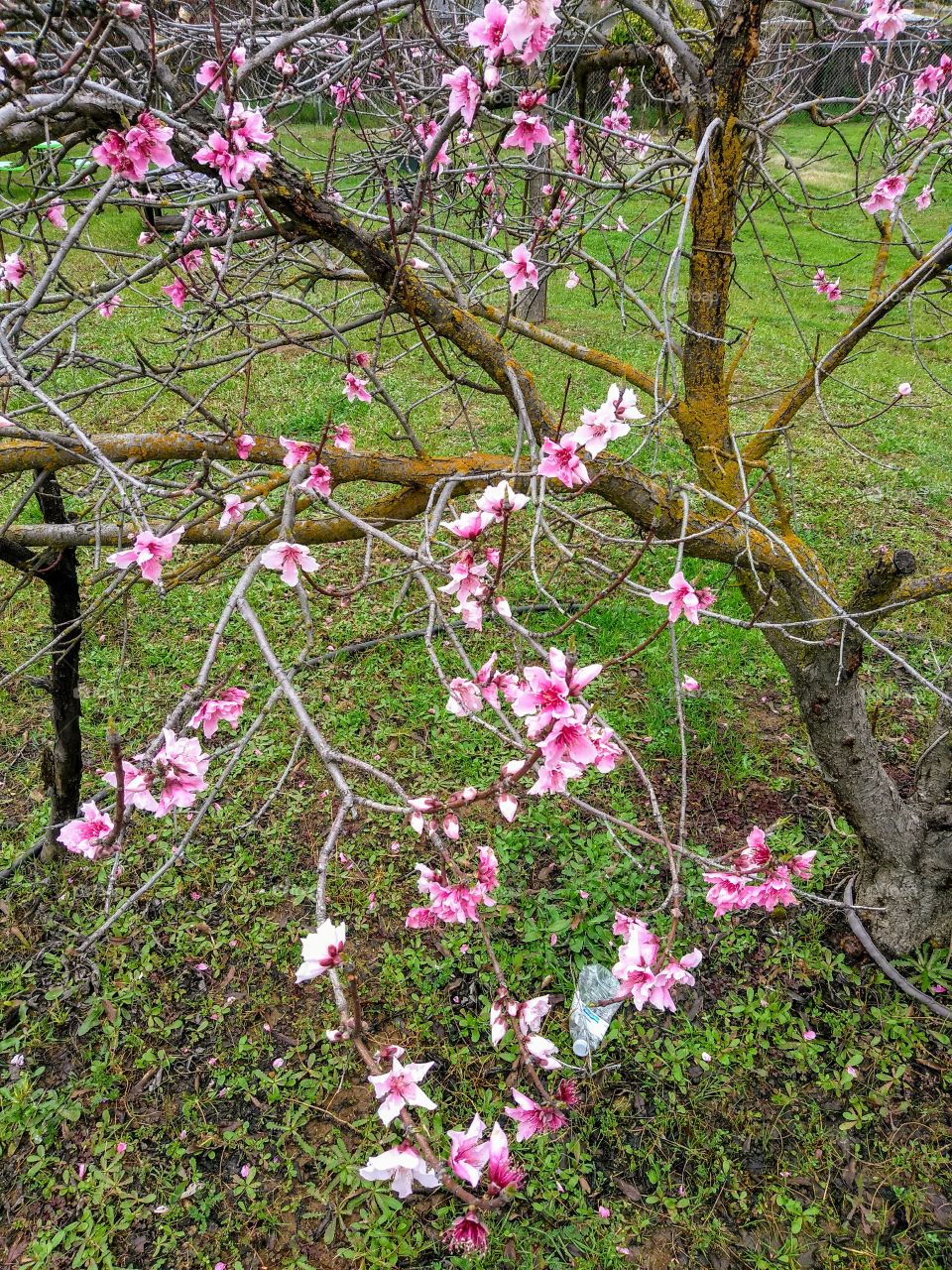 Pink flowered tree