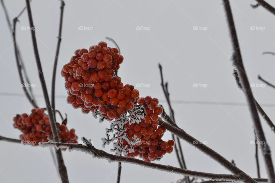 Rowan