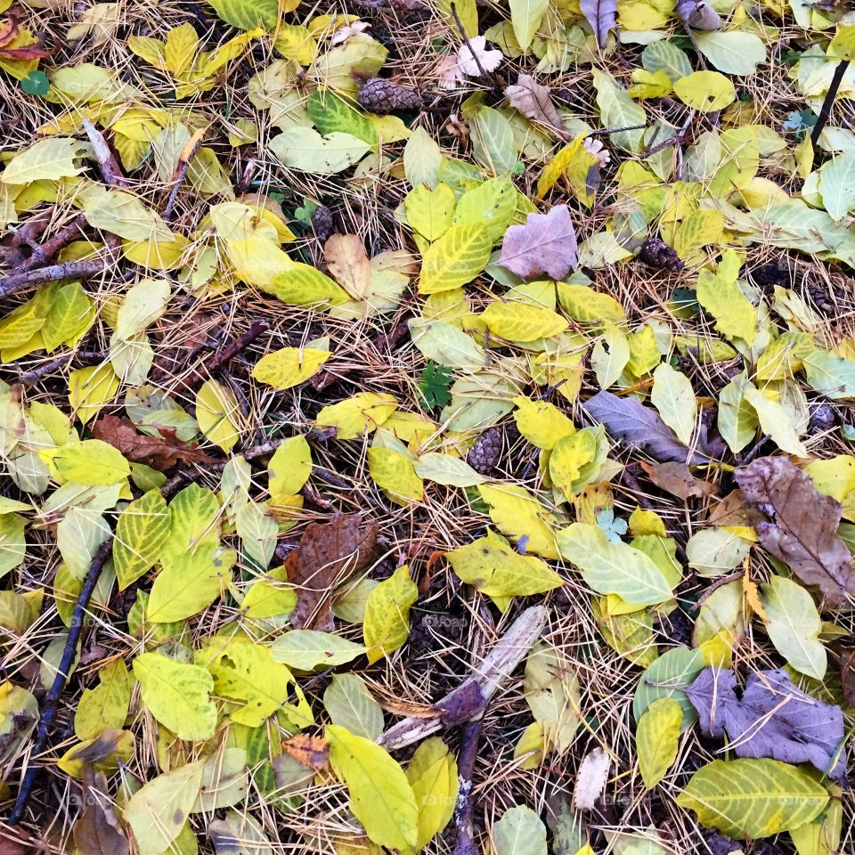 Autumnleaves. Colorful leaves on the ground