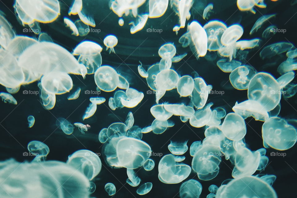Jellyfish swarm