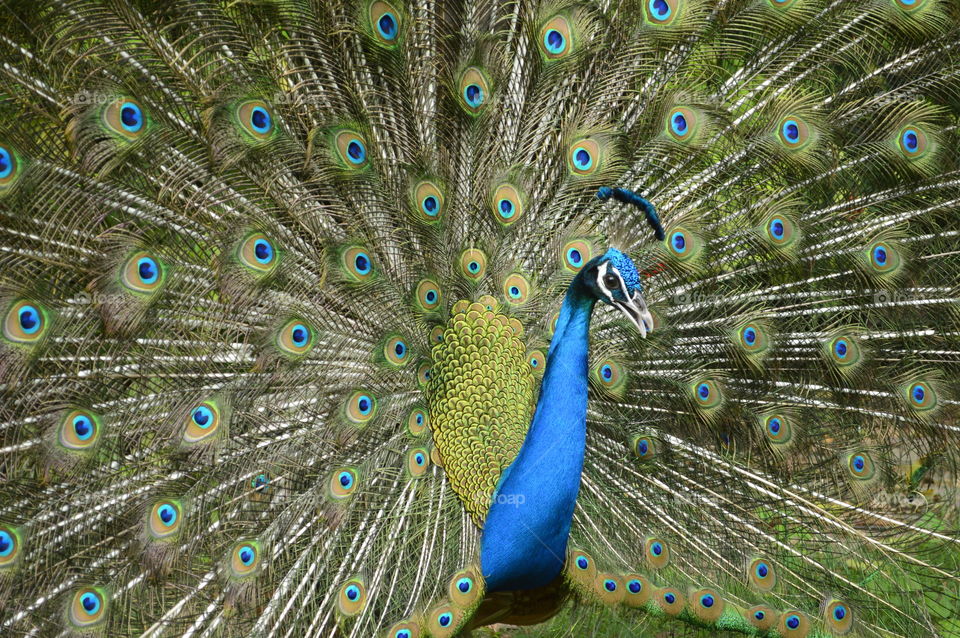 Our National Bird ...Peacock with beautiful feathers ....its countless...
We indians still keep its feathers in our home as tradition although our grandparents still keep BUNCH of feathers for god