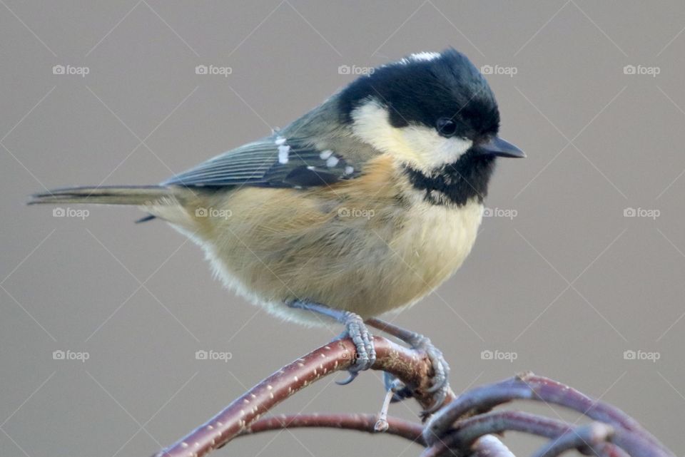 Coal Tit