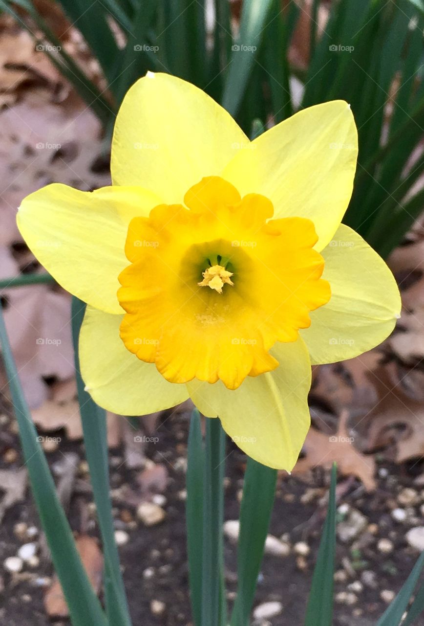 Yellow daffodil. 