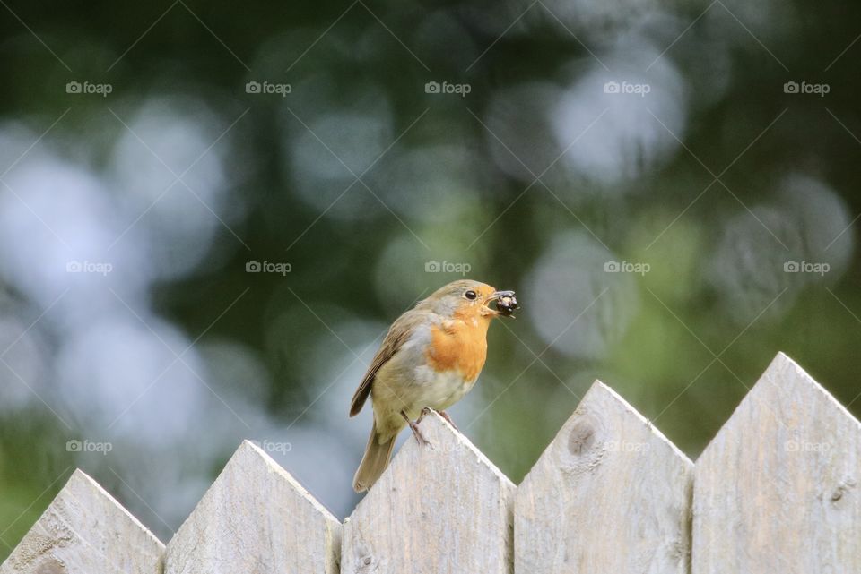 Robin 