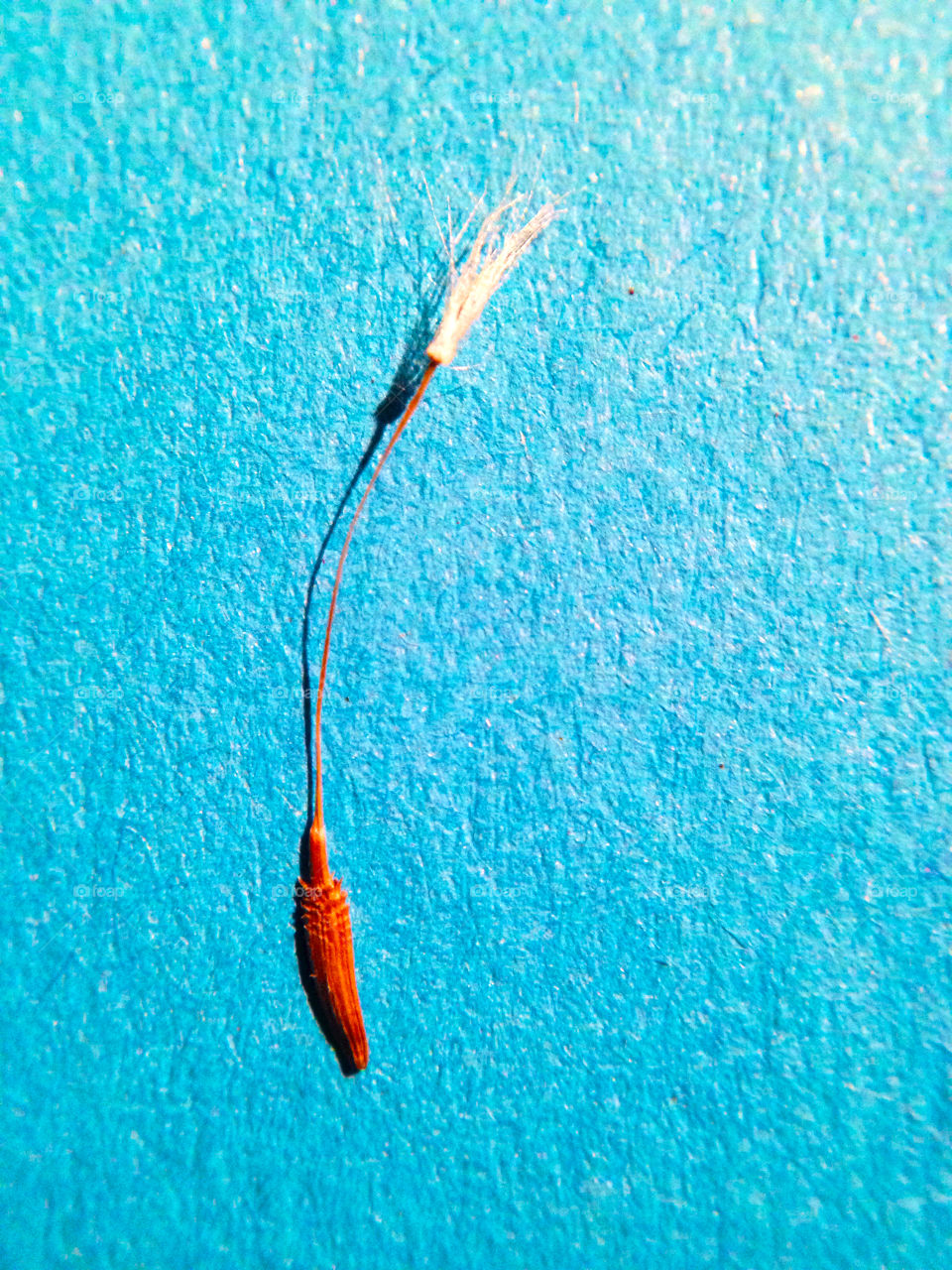 Dandelion seed on blue background