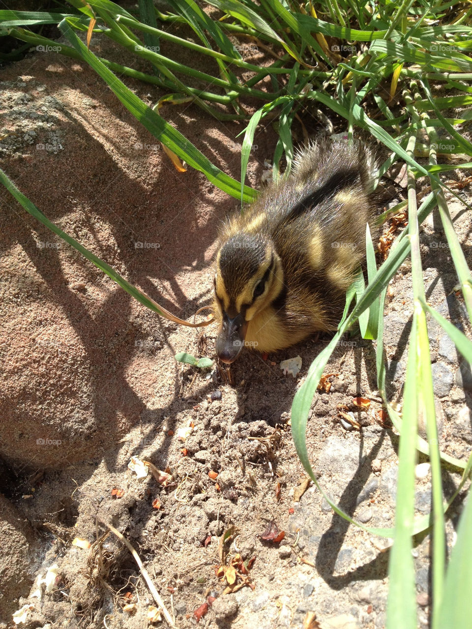 baby gras duckling dug by chriizz