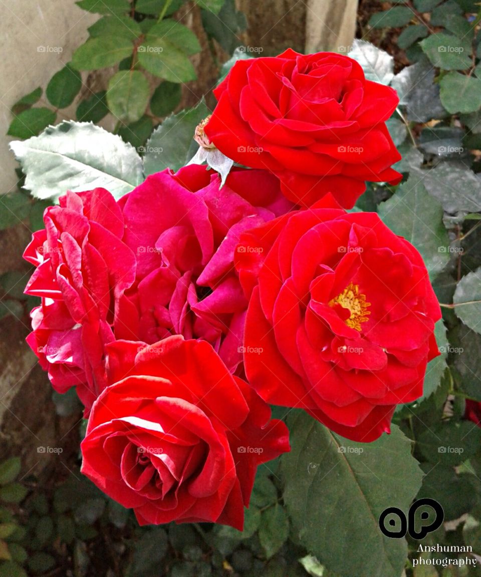 red Rose's