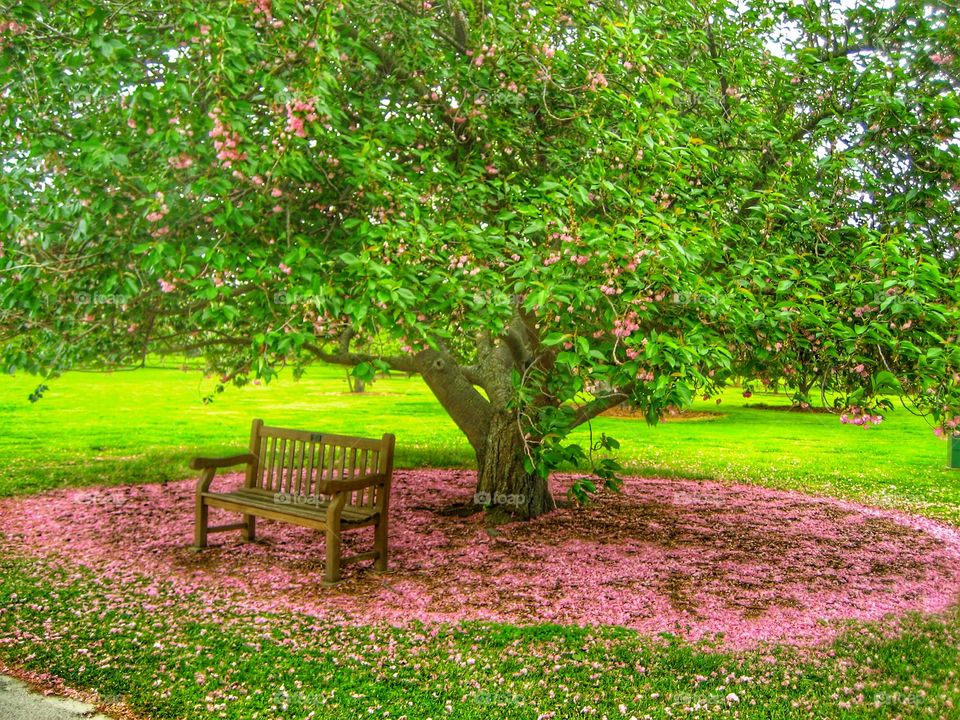 Cherry Blossom Ground