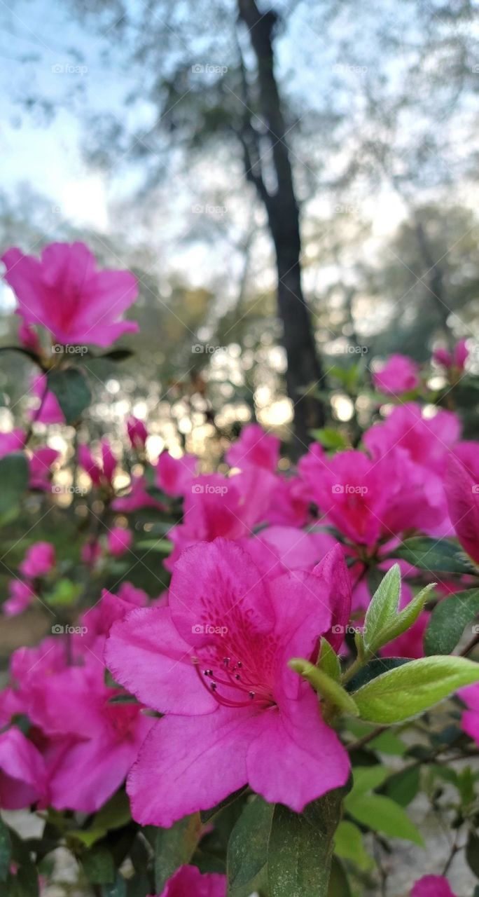 pink azaleas