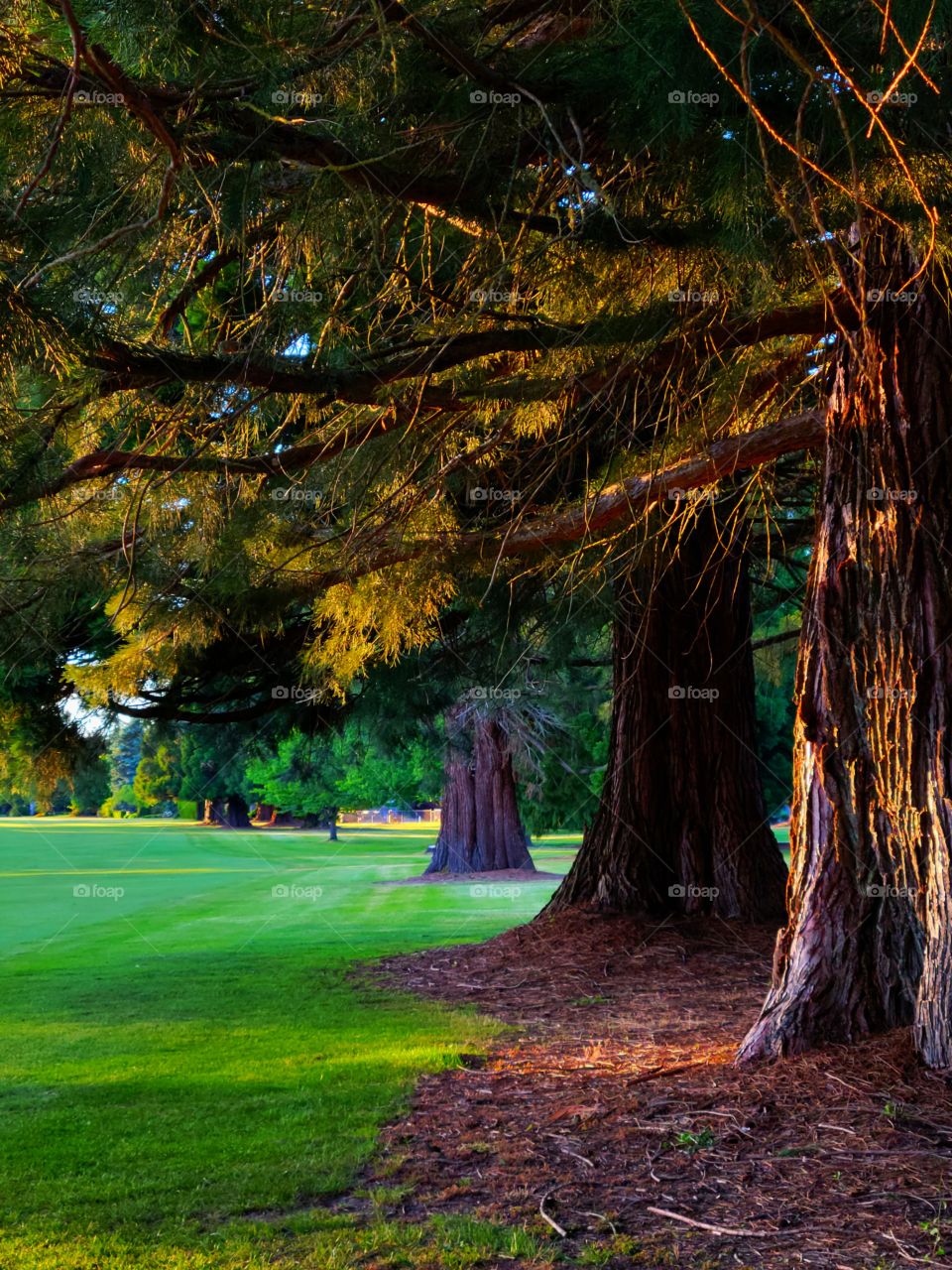 Forest Photography Oregon Coastal Redwoods