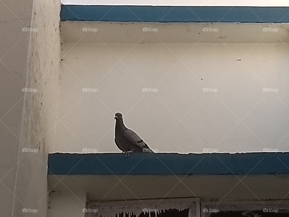 pigeon