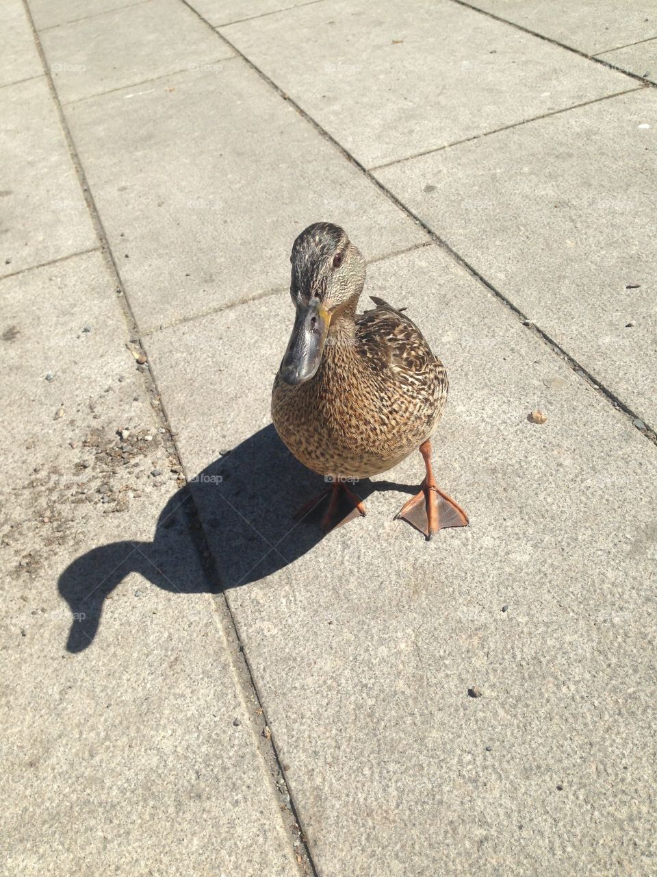 Duck in the street