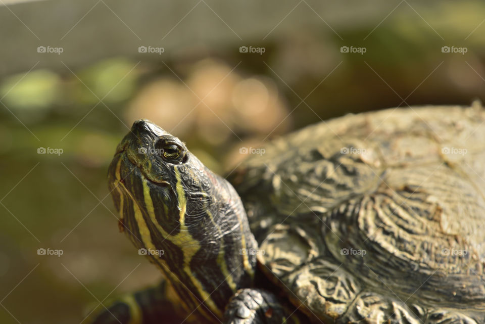 Red Eared Slider Terrapin