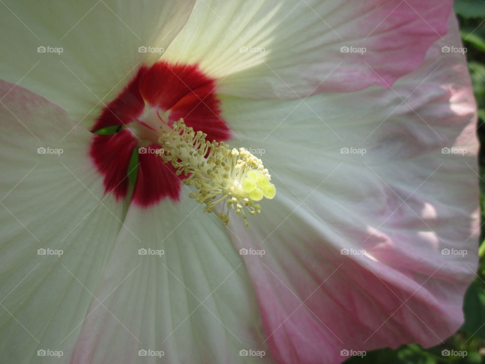 Disco Hibiscus. Closeup of the center of a disco hibiscus