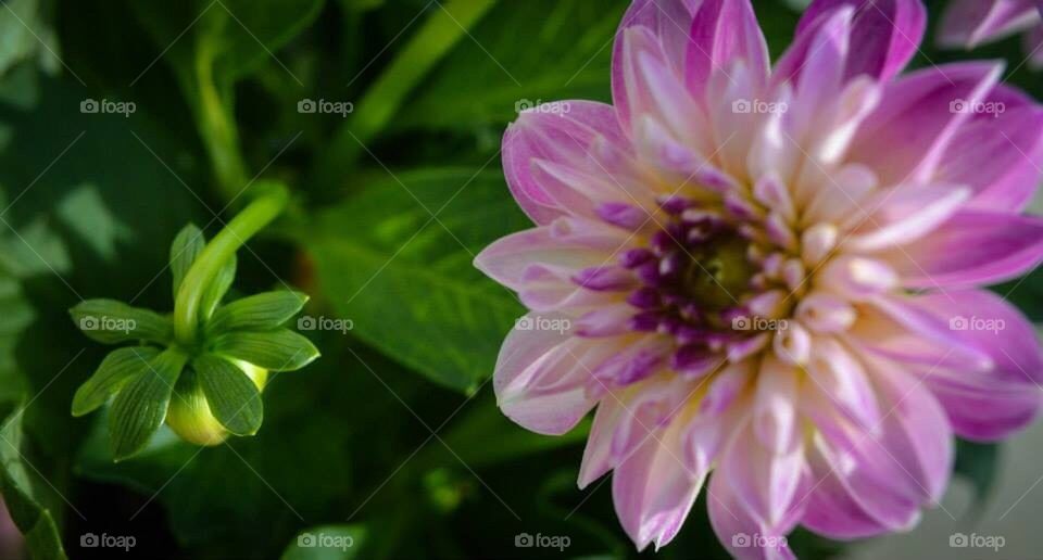 Purple Dahlia