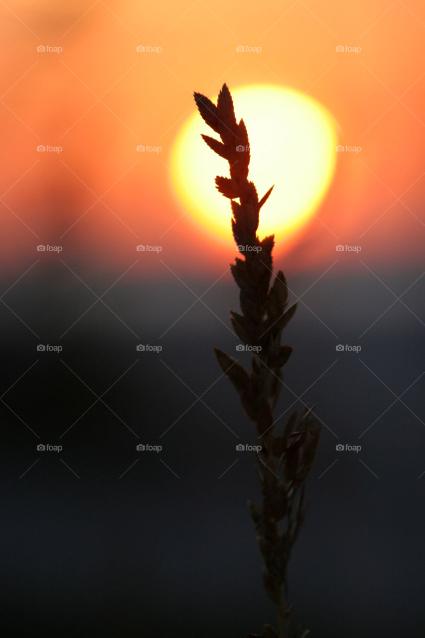 Close-up of plant silhouette at sunset