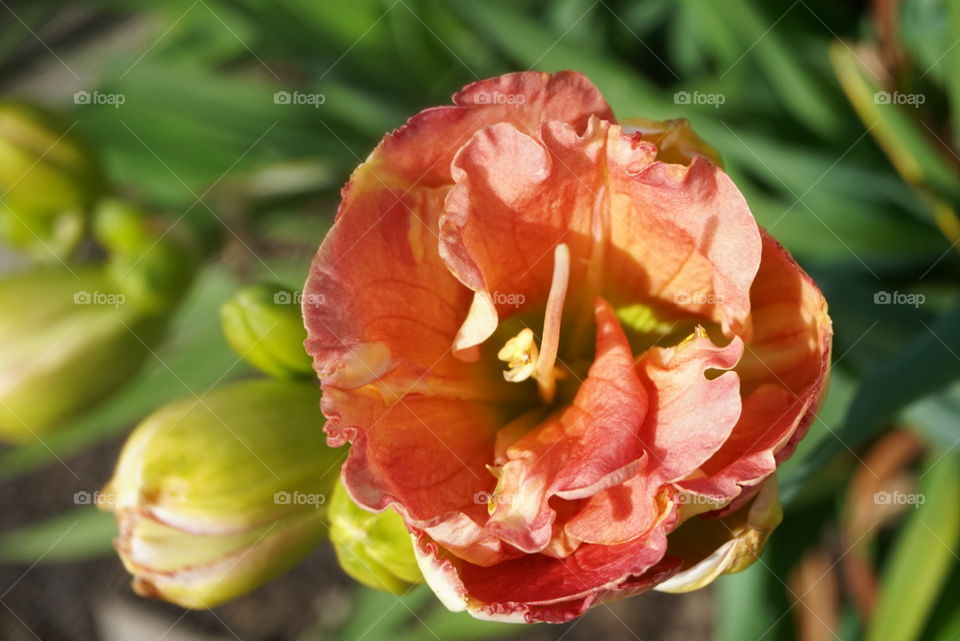 Tulips 
Springs 
California