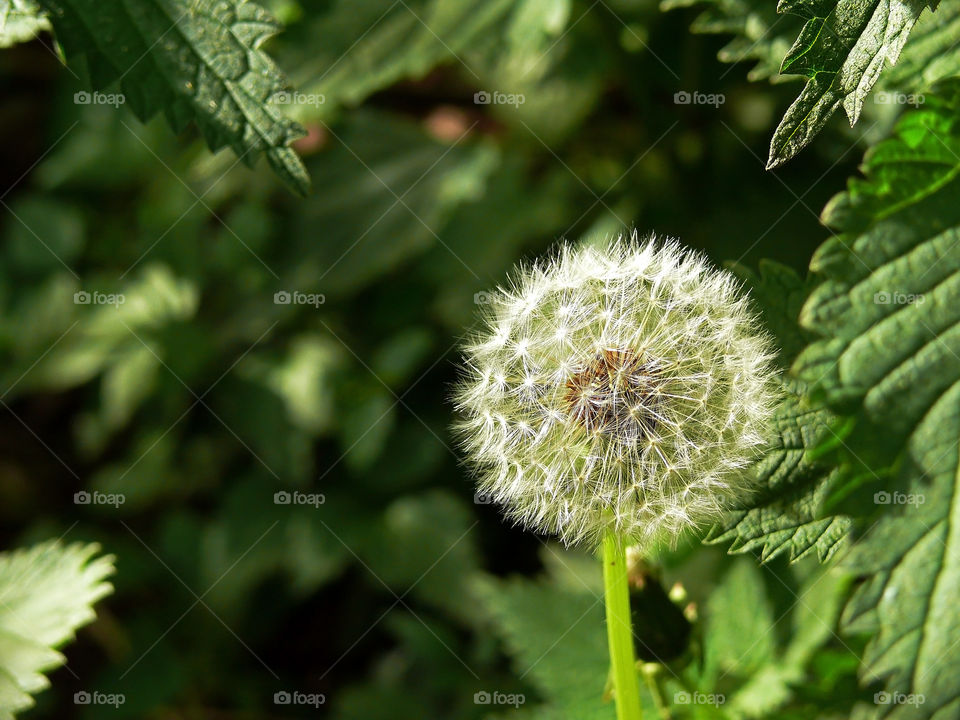 Dandelion growing in a park