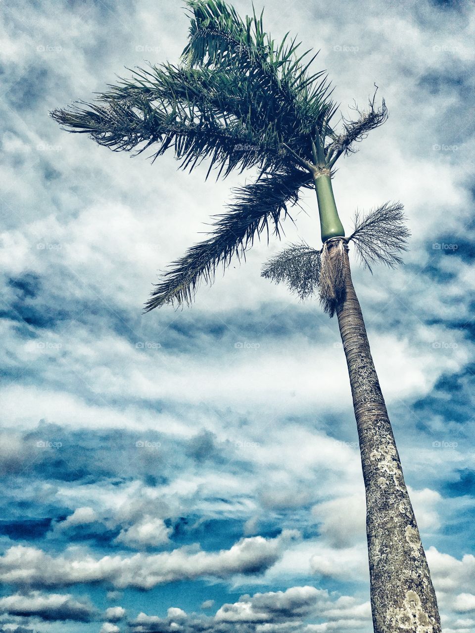 Palm Tree
