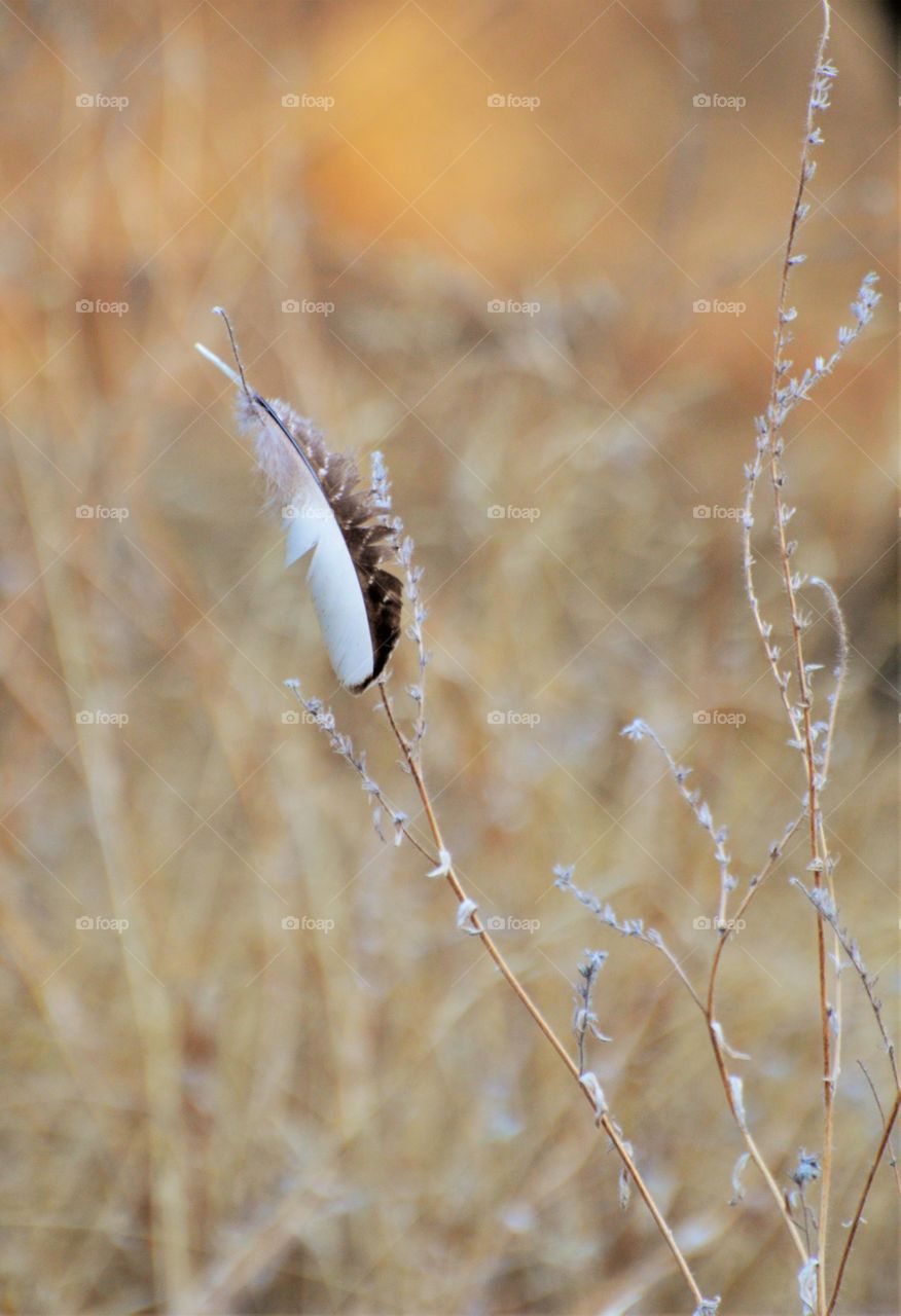 feather, bird feather caught in nature's wild thorns.