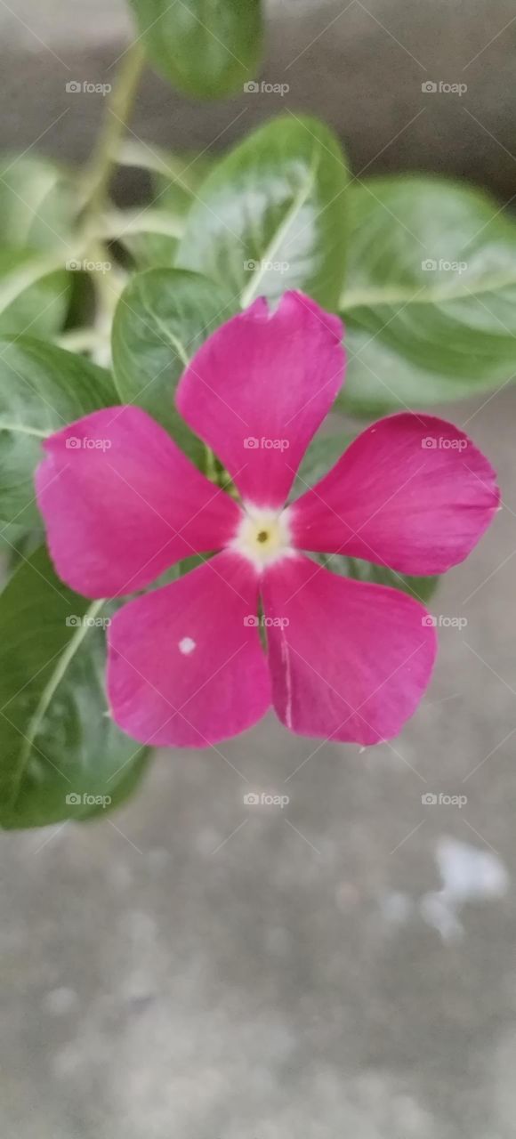 Catharanthus roseus