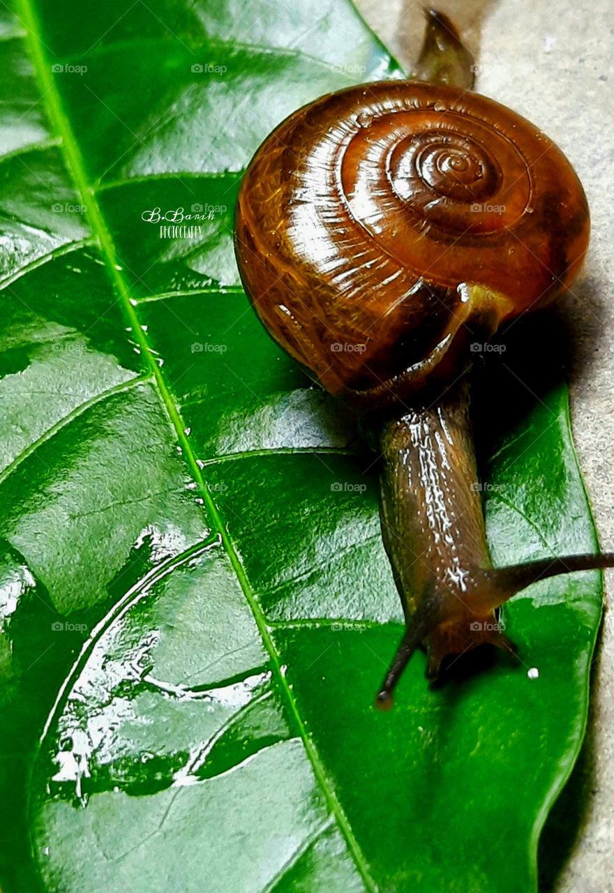 Nature Crawls.
Oxychilus Snail is crawling on the leaf.
