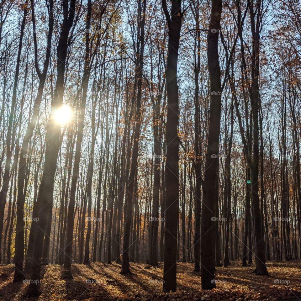 Light through the forest🍂