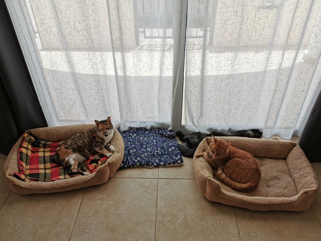 Cat sleeping in bed and on the floor.