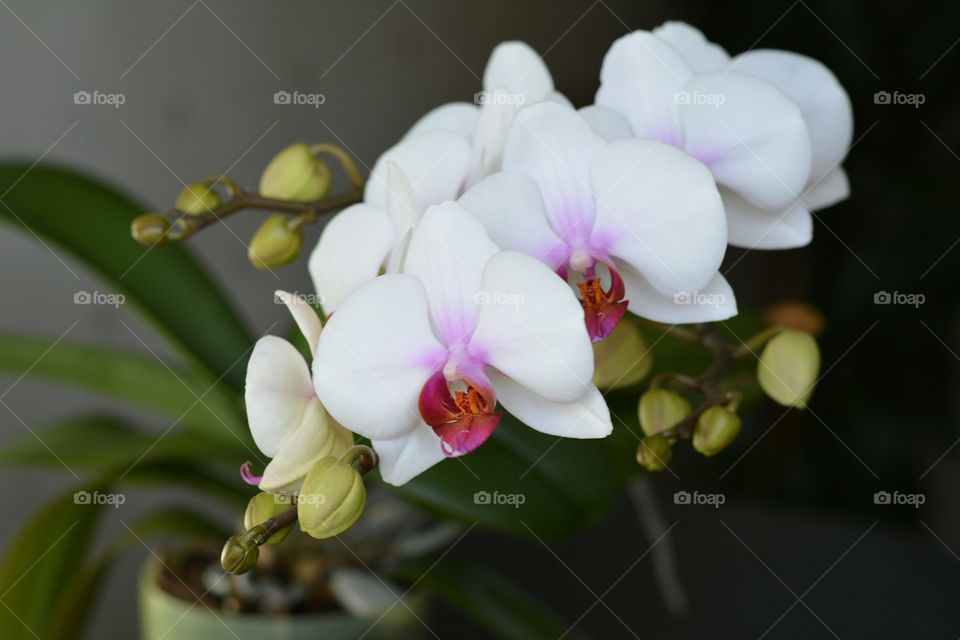 Flower, Flora, Nature, Orchids, Tropical