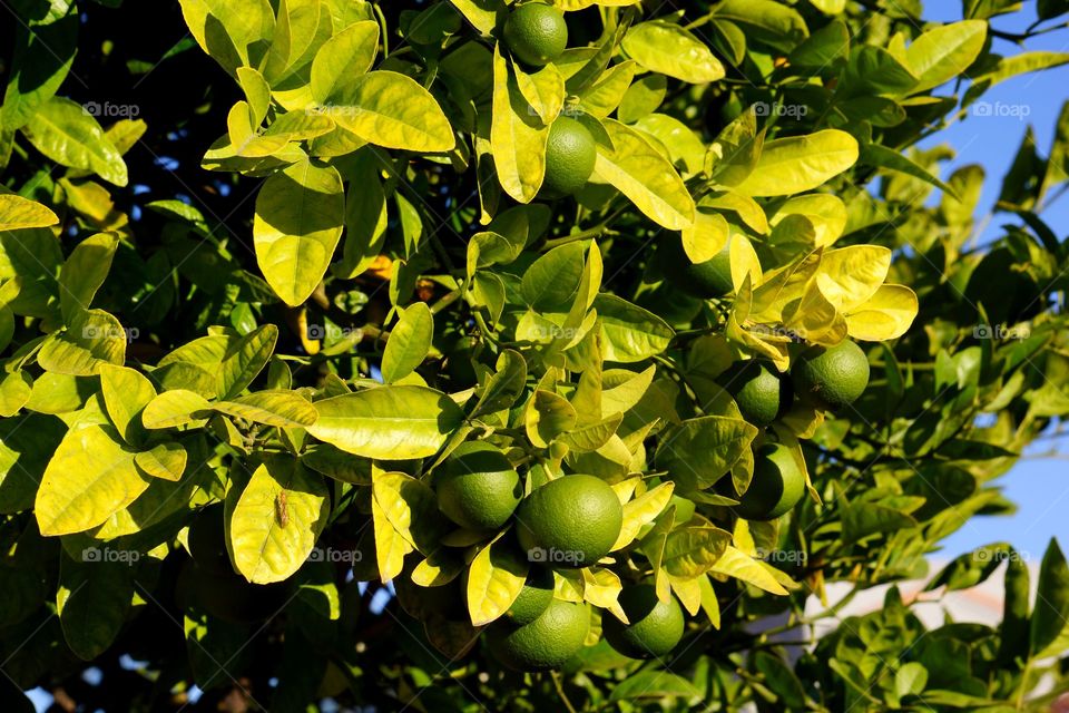 Lime Tree