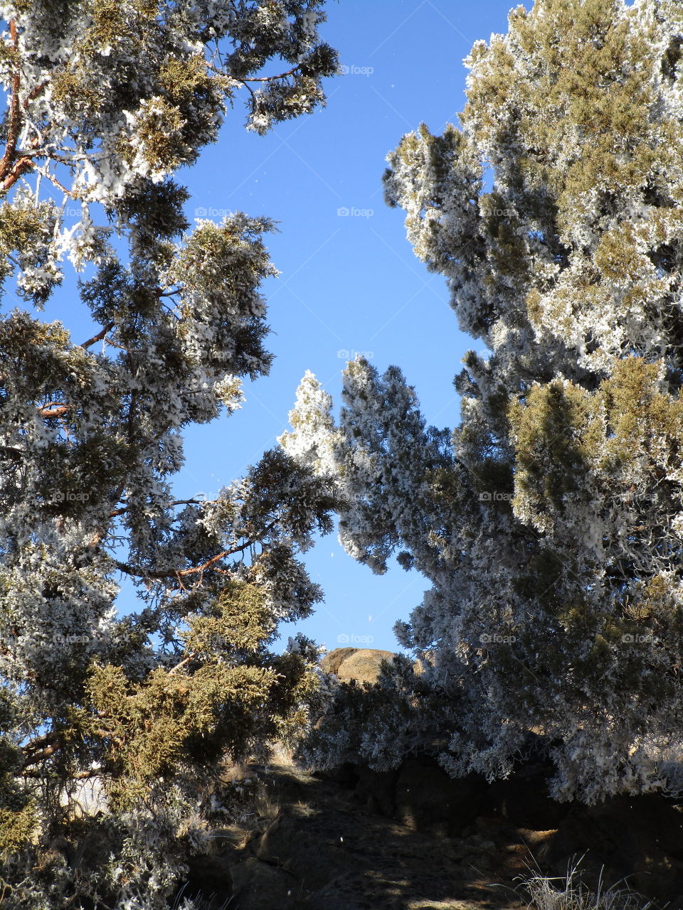 Stunning juniper trees with a fresh coat of frost on a beautiful winter day in Central Oregon. 