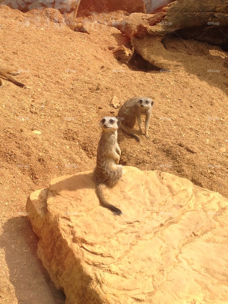 Meerkats at the zoo