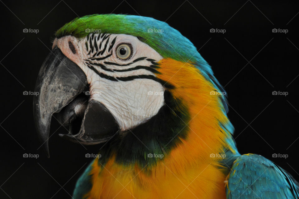 parrot