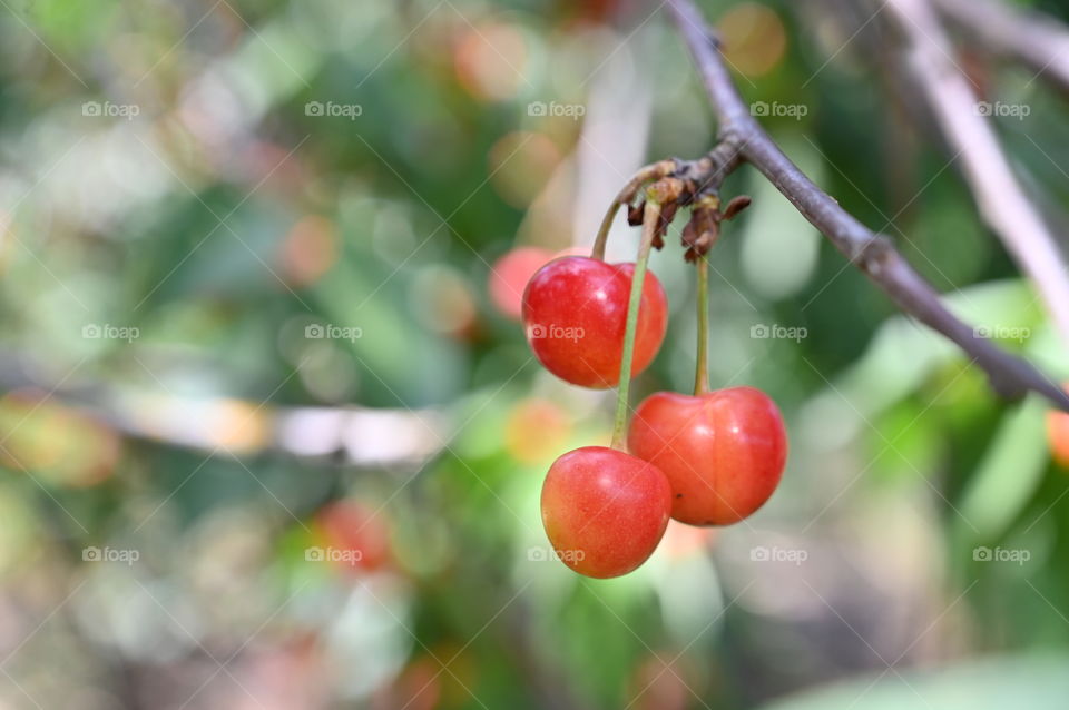 Cherries 
