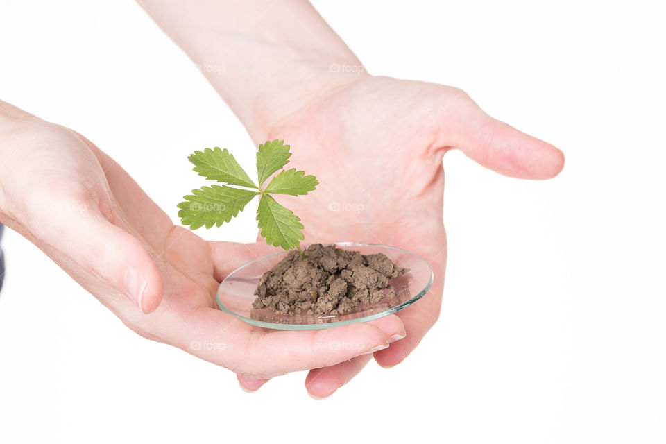 Hand, Growth, Sprout, Desktop, Care