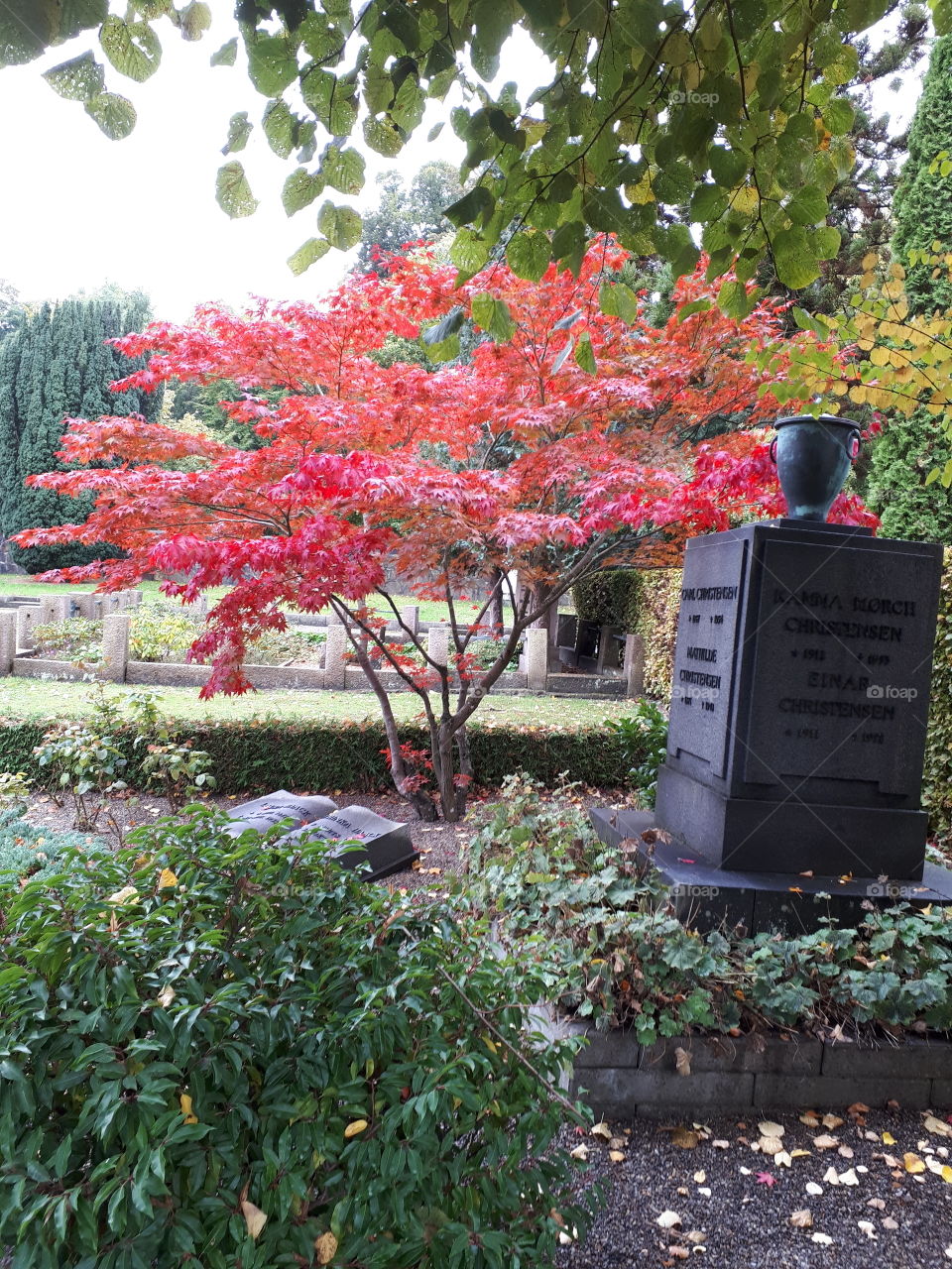 flot efterårs træ på en kirkegård