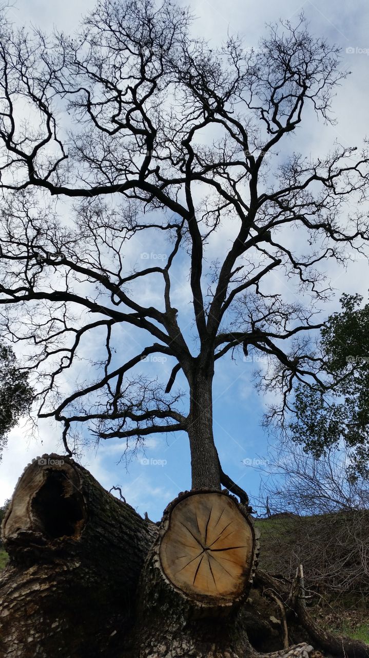 Leafless tree silhouette